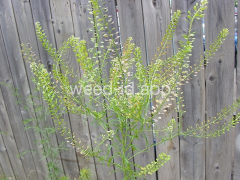pepperweed, Virginia